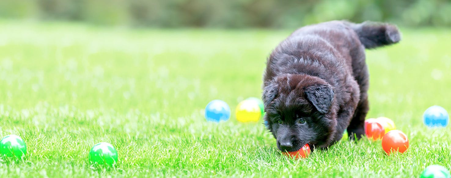 Sachin Tendulkar Dog Name Born 24 april 1973) is an indian former